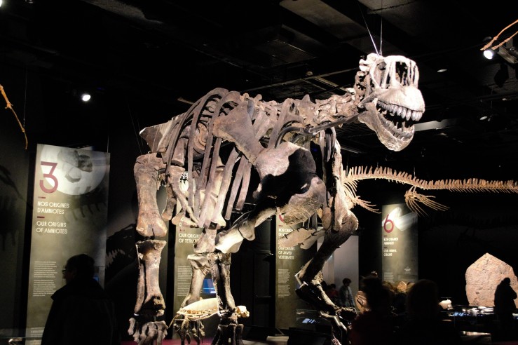 musée des confluences Lyon squelette